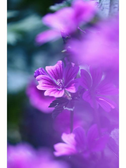 紫色配什么背景颜色