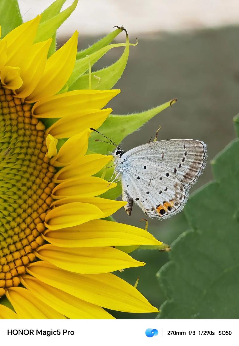 手机微距模式怎么拍图1