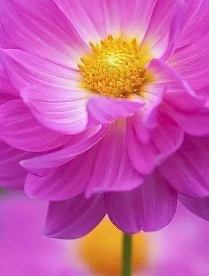 哪个软件拍花好看又好看图1