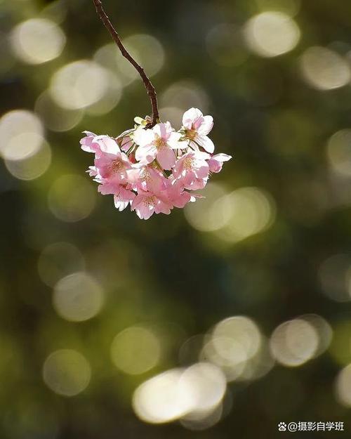 哪个软件拍花好看又好看图2
