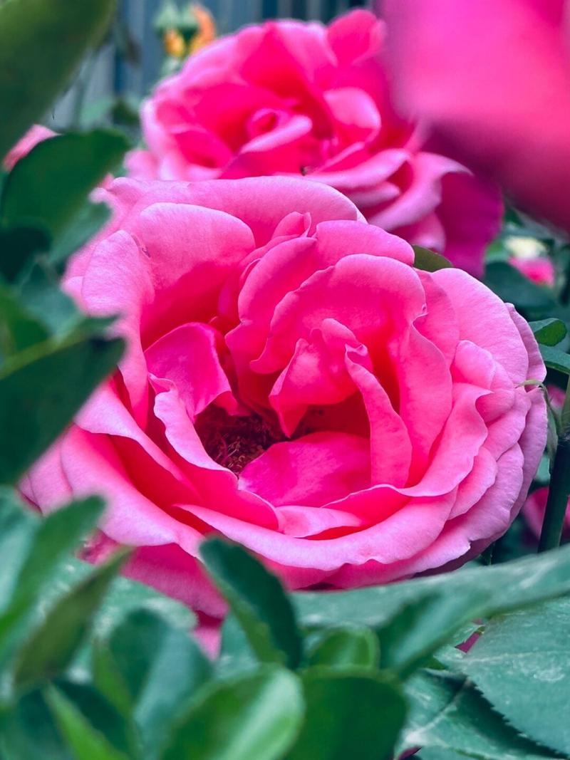 哪个软件拍花好看又好看图3