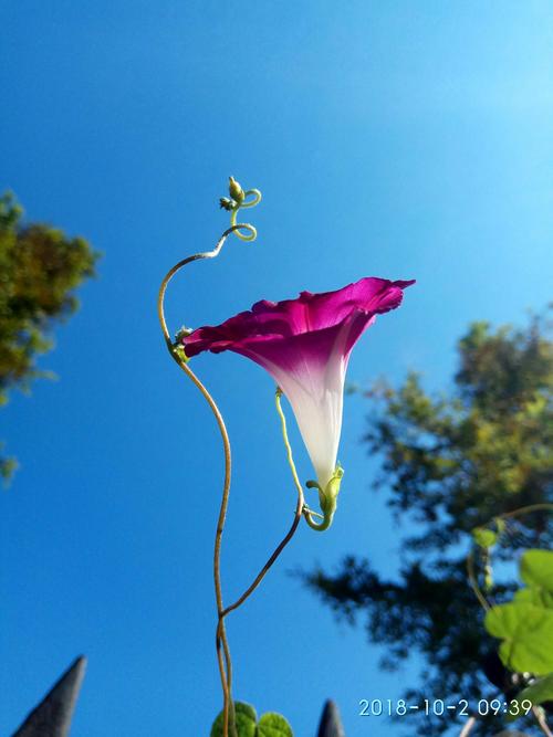 拍照手机哪款最好啊最清晰图3