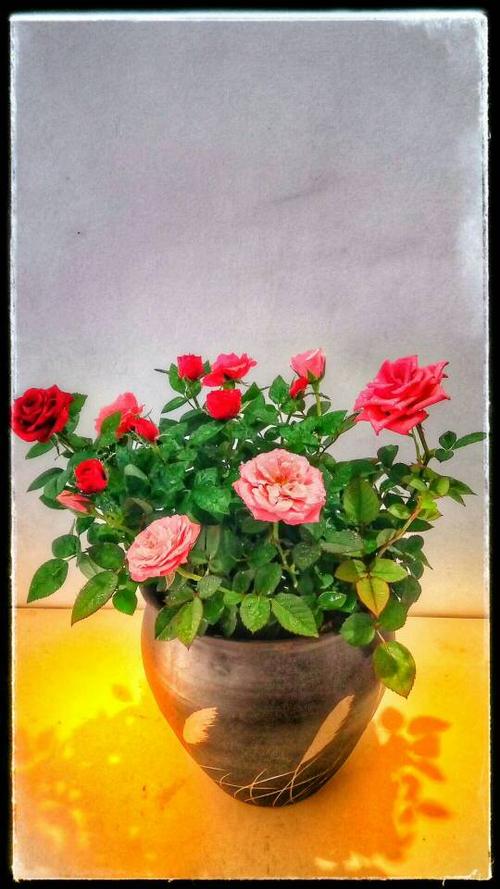 什么手机拍照好性能好