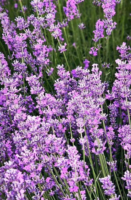 紫色背景照片配什么颜色相框图3