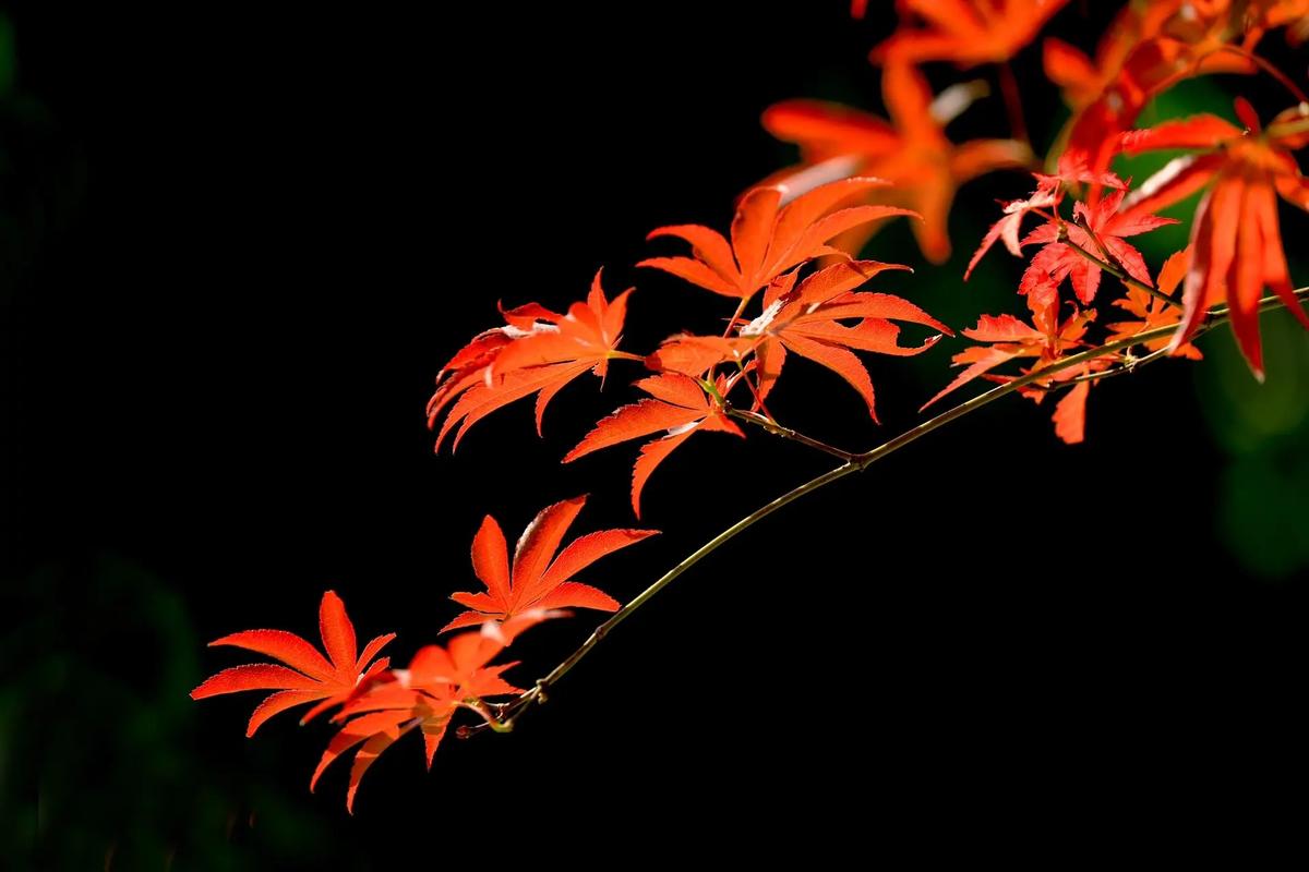 枫叶怎么拍照怎么摆姿势