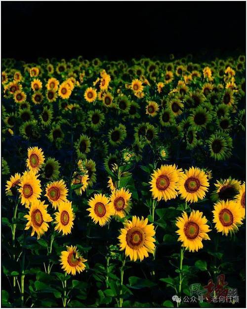 拍照什么底色好看