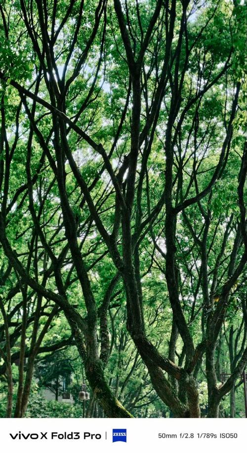 什么手机拍照片最好看又清晰