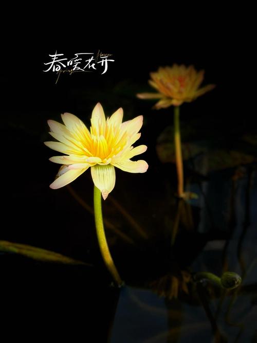 拍照后面是黑色背景怎么弄的图2