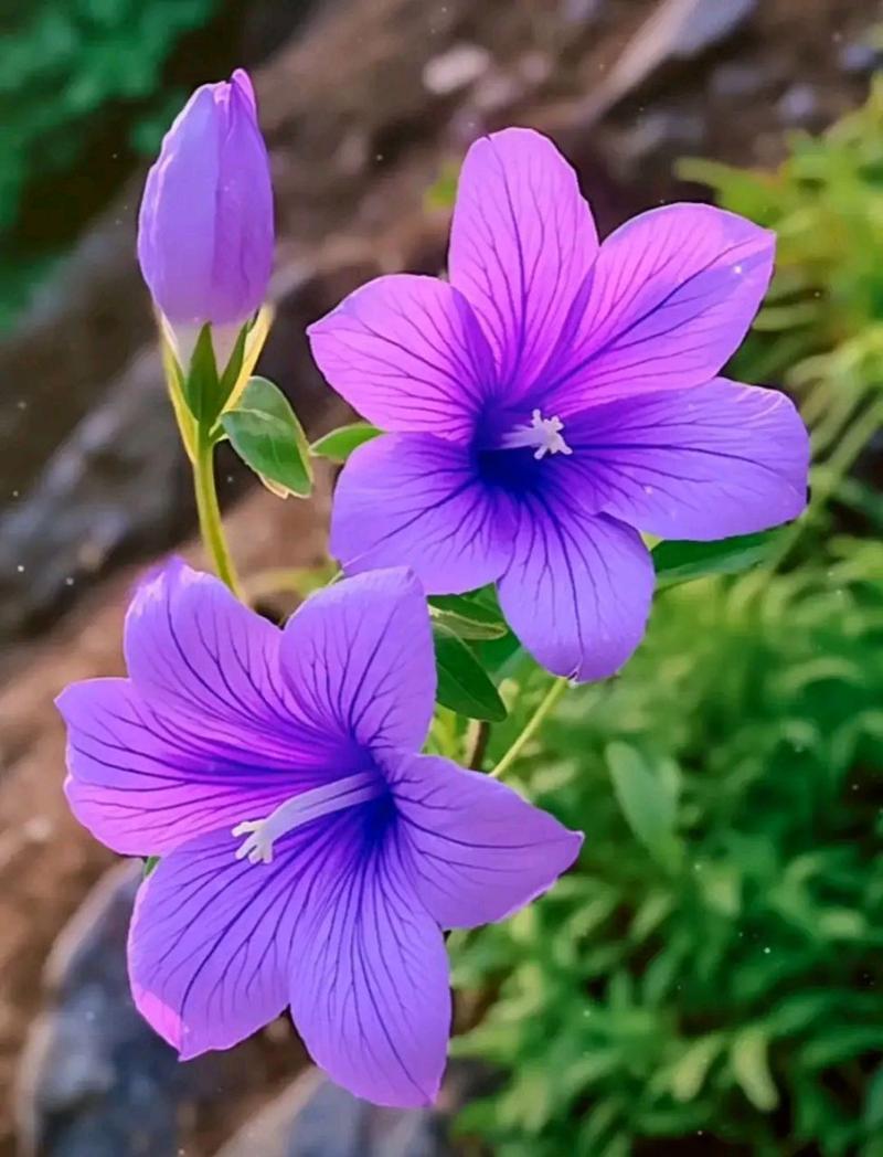 淡紫色配什么颜色好看图片