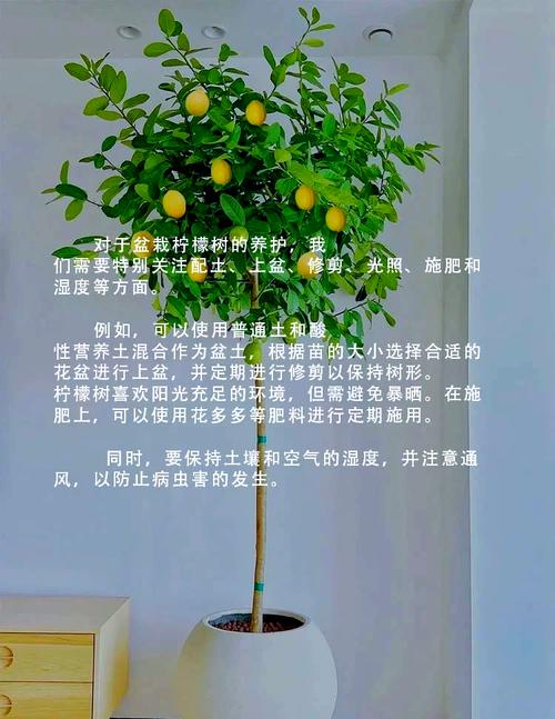 角度不同的图片柠檬图1