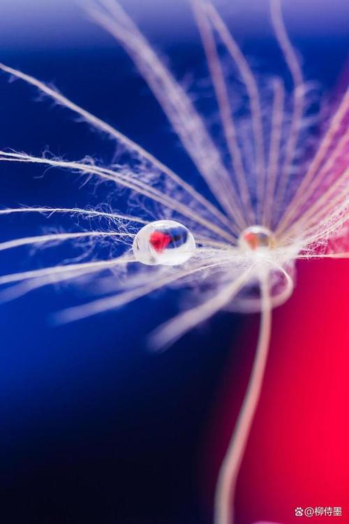 想学摄影怎么入行(想学好手机摄影要学什么)