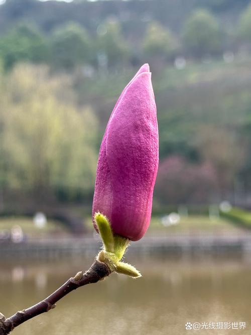 最好的拍照手机是哪一款苹果图1