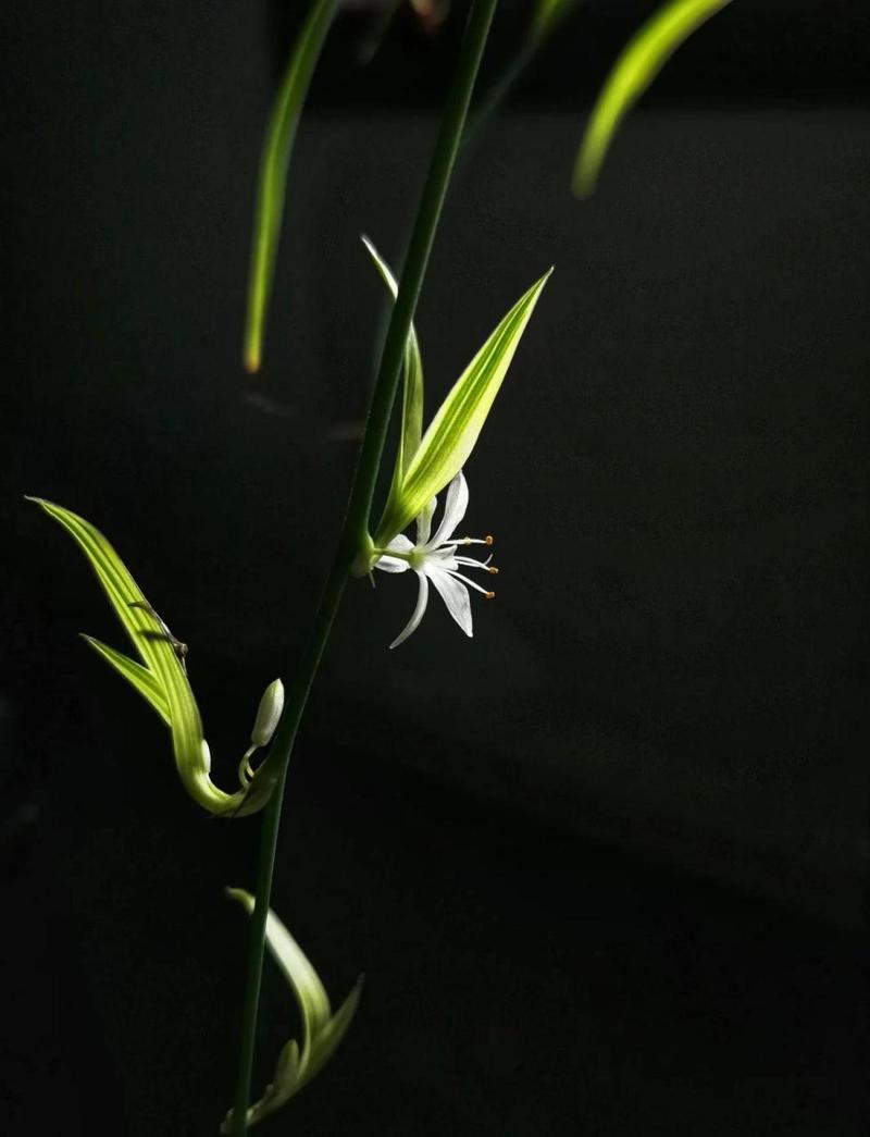 手机拍花黑背景技巧