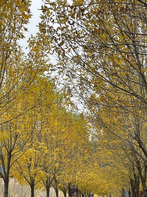 拍照技术的技巧和方法手机苹果清晰图3