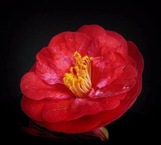 摄影技巧|又到拍花季,你知道全黑背景的照片是怎样拍的?