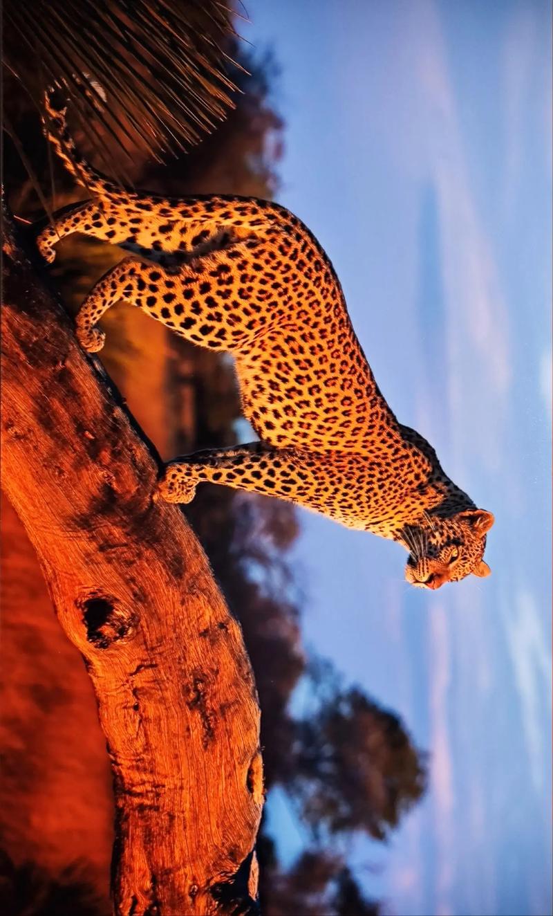 照片翻拍是什么意思