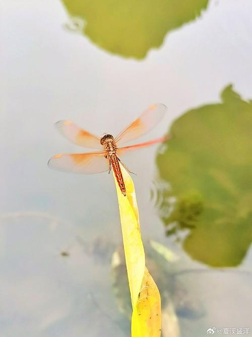 国产拍照手机哪个最好图3