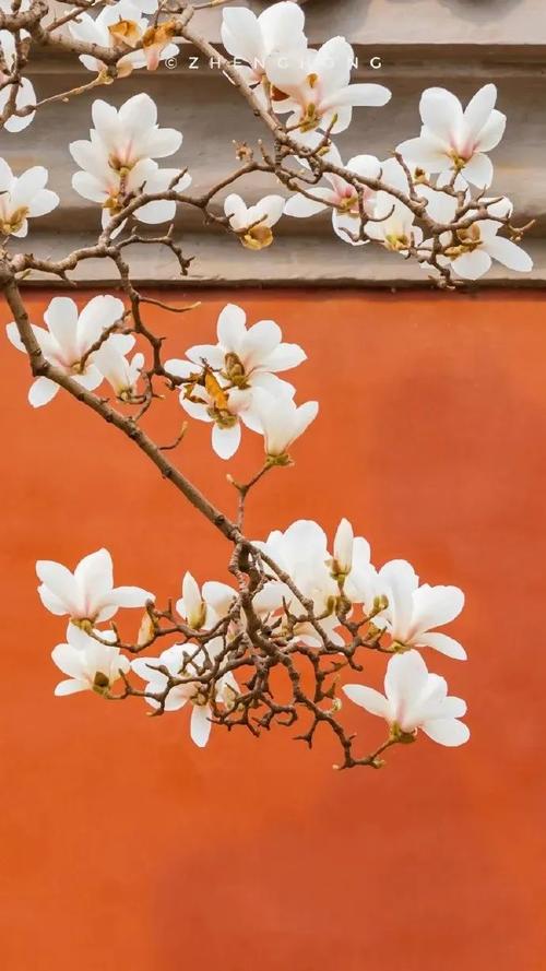 拍照手机哪款最好vivo图3