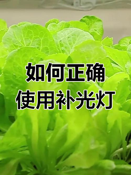 植物如何补光