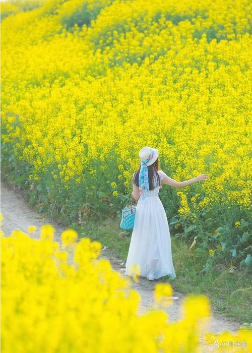 如何拍油菜花人像图片