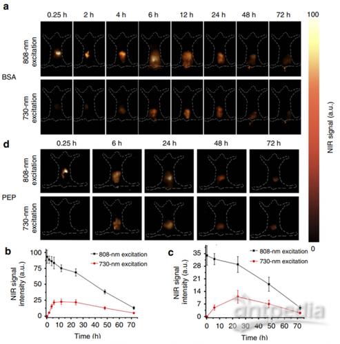 近红外二区活体宽场荧光成像