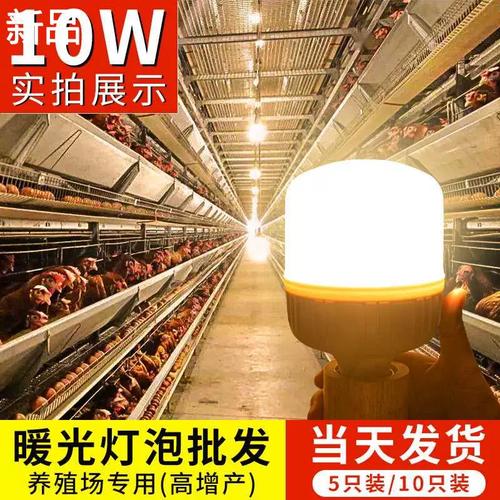 蛋鸡补光的正确方法及注意事项