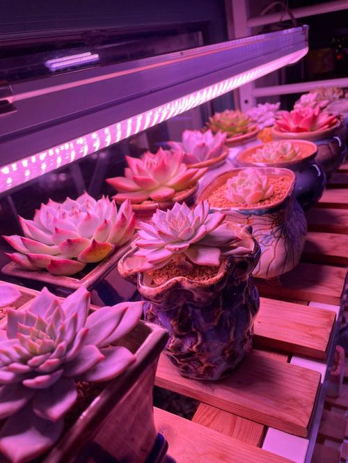 多肉补光灯每天什么时间用