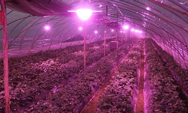 大棚补光灯怎么用效果好