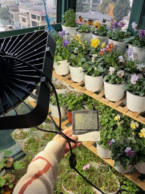 植物补光灯有效果吗