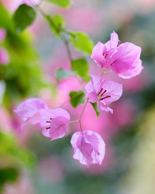 手机怎么拍花草好看的照片图3