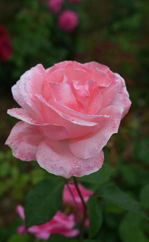 你拍的最美的花,有哪些?