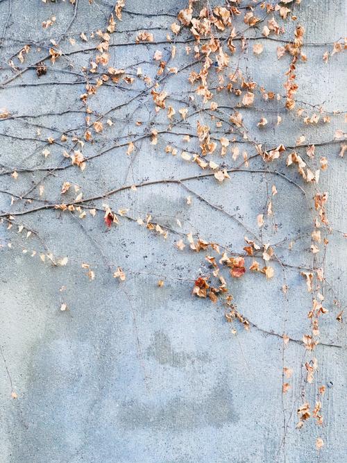 你要想拍花草这样的景物,你要用手机,怎么拍好?