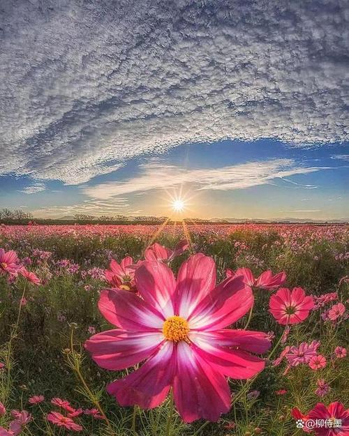 目前拍照效果最好的手机