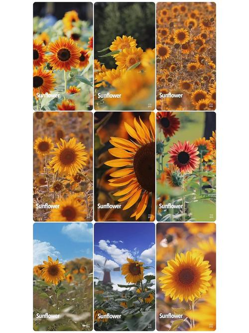 电脑上拍照软件连不上网图1