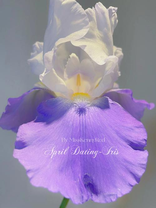 紫色背景图片带字图3