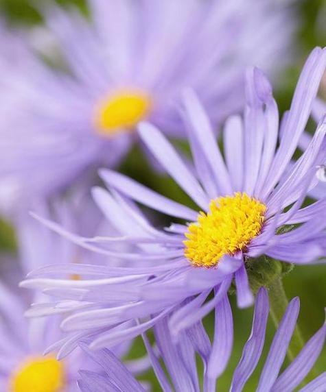 拍照紫色背景是什么意思图1