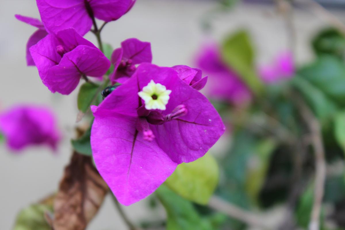 拍照紫色背景是什么意思图3