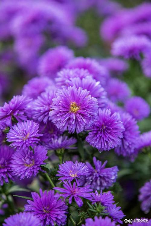 紫色代表什么意思