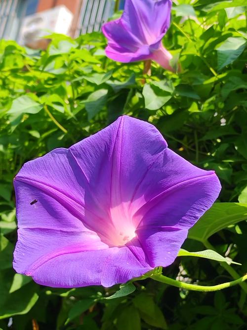 紫色代表什么意义和象征