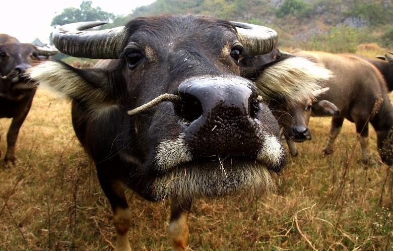 牛子怎么拍显长