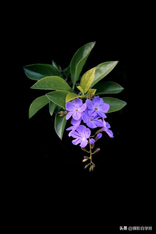 白色打光背景图片高清图2