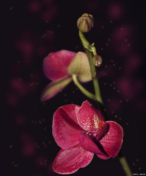 拍照补光图片紫色背景图2