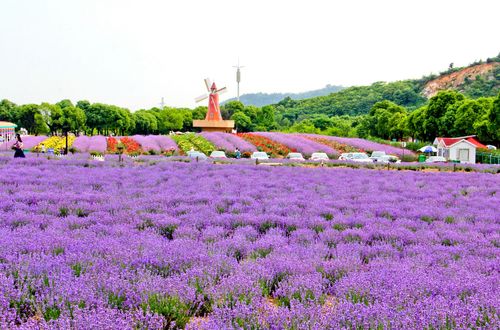 紫色拍照背景图片纯色大全图2
