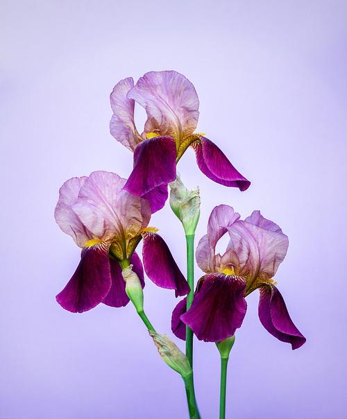 紫色颜色有哪些图片