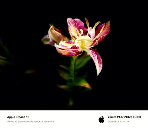 iphone怎么开紫光灯图1