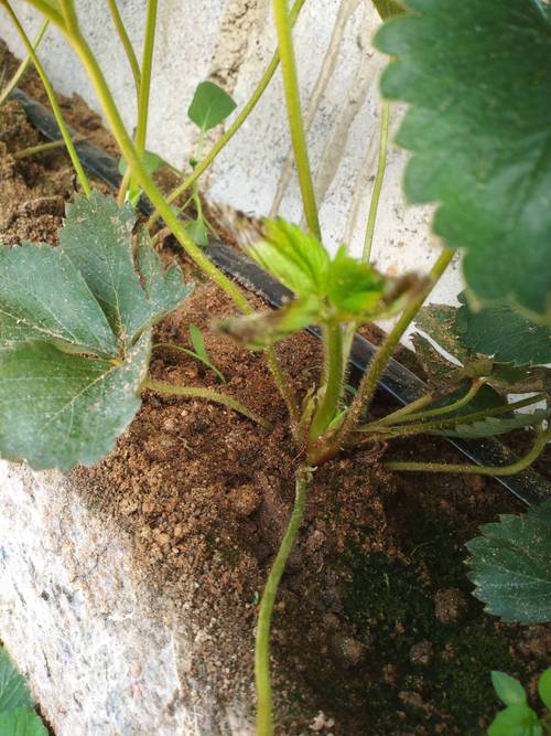 补光是什么意思哺远是什么意思图1