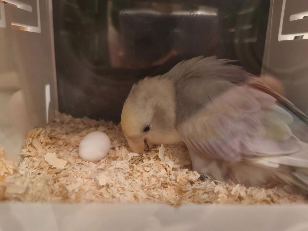 鹦鹉下蛋应该注意些什么