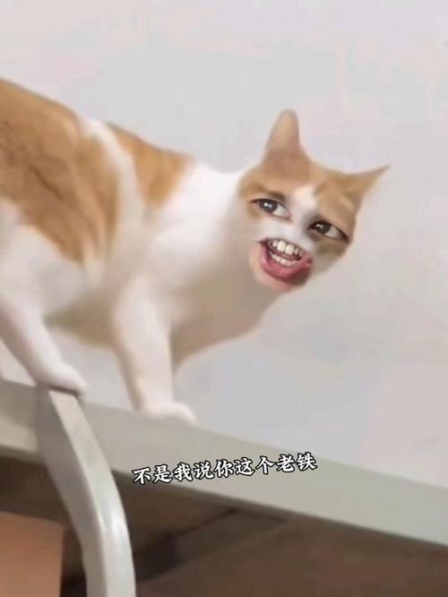 摆姿势搞笑图片图3