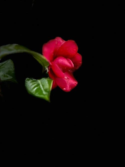 舞台手机拍照技巧图解图3