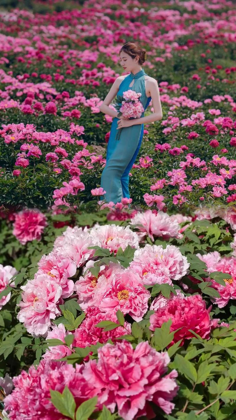 怎样拍牡丹花和人物